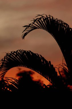 Silhouette of palm leaves against a vibrant orange sunset. clipart