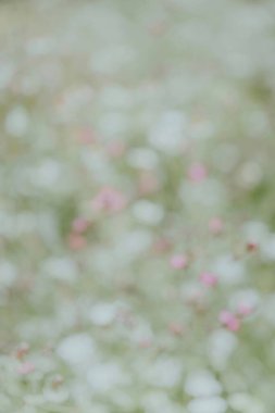 Soft focus on a field of wildflowers in bloom, creating a dreamy atmosphere. clipart