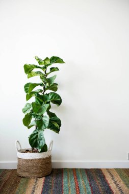 A vibrant green potted plant in a woven basket against a neutral wall. clipart