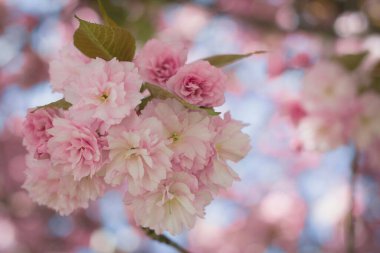 Delicate pink cherry blossoms in full bloom, creating a serene spring atmosphere. clipart