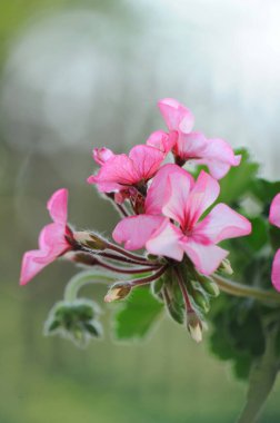 Yumuşak doğal ışıkta açan narin pembe sardunya çiçekleri..