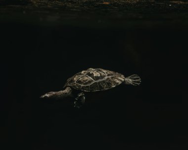 A serene black turtle gliding gracefully underwater in low light. clipart