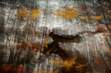 Abstract forest scene with blurred autumn leaves and tree silhouettes. clipart