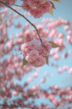 Blooming pink cherry blossoms against a soft blue sky. clipart