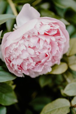 A close-up of a delicate pink peony blossom surrounded by lush green leaves. clipart