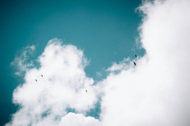 A serene sky with soaring birds amidst fluffy white clouds. clipart