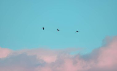 Three birds flying across a bright blue sky with soft pink clouds. clipart