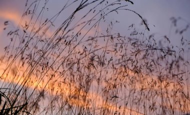 Silhouetted grass swaying against a vibrant sunset sky. clipart