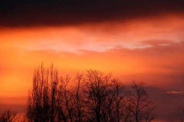 Silhouette of trees against a vibrant orange and black sunset sky. clipart