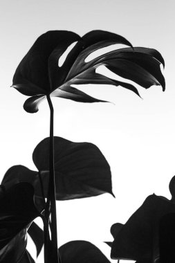 Silhouette of a Monstera plant against a soft background. clipart