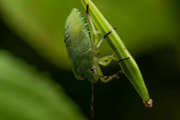 Palomena prasina - Green shield bug