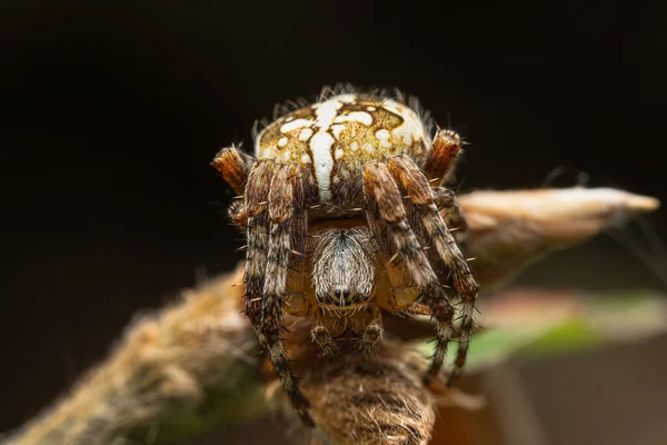 一张欧洲花园蜘蛛的宏观照片 — 图库照片