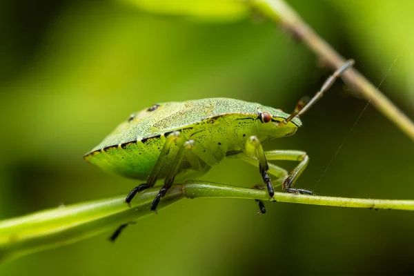 Uma Foto Macro Bug Escudo Verde — Fotografia de Stock