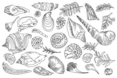 Isolated black line contour seashells and plants Set of Hand drawn ocean shell or conch mollusk scallop Sea underwater animal fossil Nautical and aquarium, marine theme. Vector illustration
