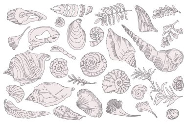 Set of silhouette seashells and plants Hand drawn ocean shell or conch mollusk scallop Sea underwater animal fossil Nautical and aquarium, marine theme. Vector illustration.