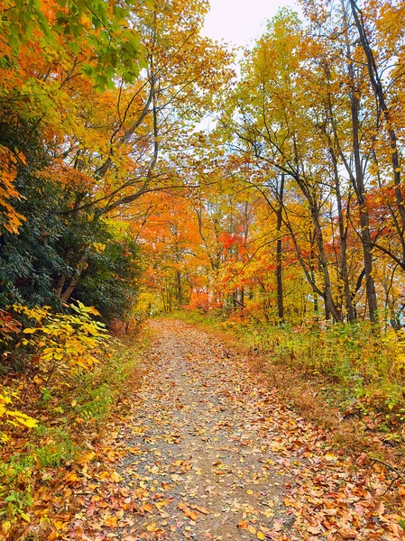 Wanderweg Durch Herbstfarbene Blätter Pisgah National Forest — Stockfoto
