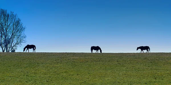 Tři Čistokrevní Koně Pasoucí Kopci Proti Modré Obloze — Stock fotografie