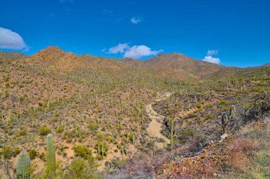 Saguaro Ulusal Parkı 'ndaki King Canyon Wash manzarası, Tucson Arizona.