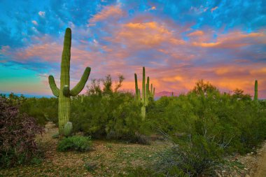 Dramatik ve renkli fırtına bulutlarıyla Saguaro Kaktüsleri Tucson, Arizona.