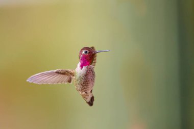 Bir erkek Anna 'nın Hummingbird' ü (Calypte Anna) havada süzülüyor, Arizona.