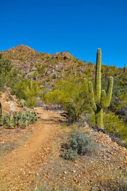 Saguaro Ulusal Parkı 'ndaki Gould Mayın Yolu, Tucson Arizona.