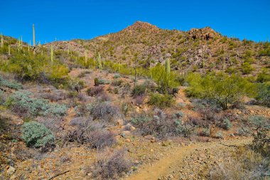 Saguaro Kaktüsleri 'nin Saguaro Ulusal Parkı, Tucson Arizona' daki Gould Mayın Patikası boyunca manzarası.