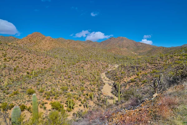 Utsikt Över King Canyon Wash Saguaro Nationalpark Tucson Arizona — Stockfoto