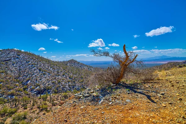Utsikt Från Gould Mine Saguaros Nationalpark Tucson Arizona — Stockfoto