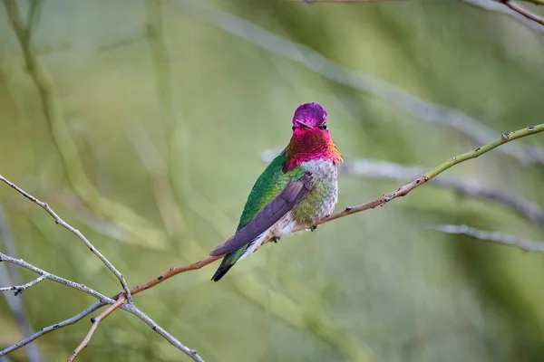 Erkek Anna Nın Hummingbird Calypte Anna Bir Dala Oturmuş Gorget — Stok fotoğraf