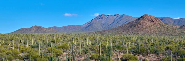 Panorámás Kilátás Nyílik Saguaro Kaktuszokra Saguaro Nemzeti Park Völgyében Tucson — Stock Fotó