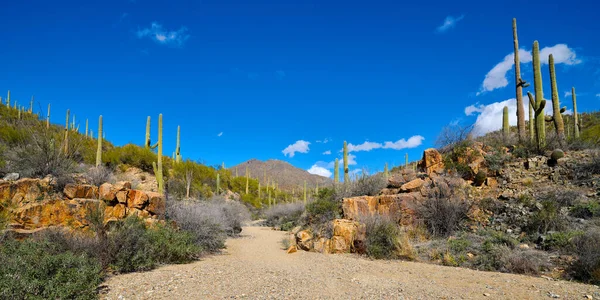 King Canyon Wash Parku Narodowym Saguaro Tucson Arizona — Zdjęcie stockowe