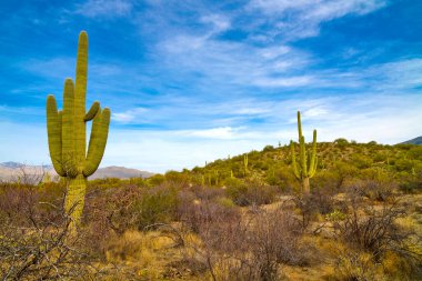 Saguaro kaktüsleri Saguaro Ulusal Parkı 'nda (Doğu), Tucson Arizona' da Kaktüs Ormanı Patikası boyunca büyüyor..