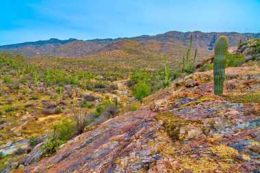 Saguaro Ulusal Parkı 'ndaki (Doğu) Santa Catalina Dağları manzaralı kayalık bir uçurumda büyüyen genç Saguaro kaktüsü..