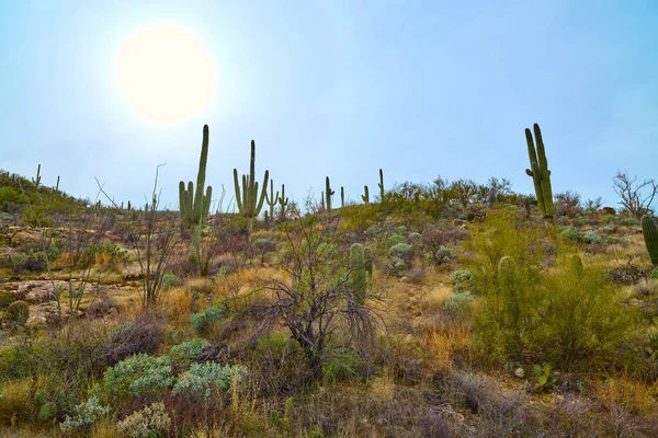 stock image Full sun in the sky over Saguaro cactues growing on a hillside in Saguaro National Park (East), Tucson Arizona.