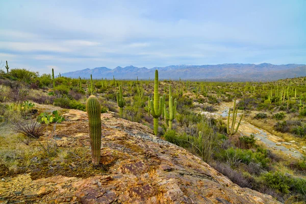 Fiatal Saguaro Kaktusz Egy Sziklás Szikla Kilátás Nyílik Tucson Távolban — Stock Fotó