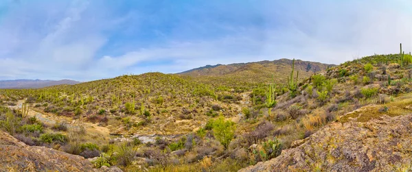 Panorámás Kilátás Santa Catalina Hegységre Saguaro Nemzeti Parkban Kelet Tucson — Stock Fotó