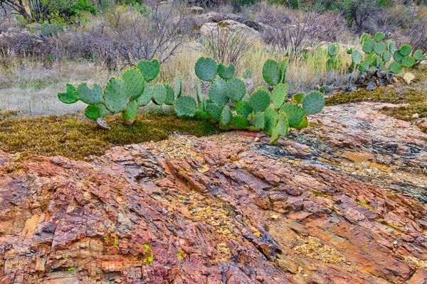 Prickly Pear Kaktusy Pěstování Podél Skal Národním Parku Saguaro Východ — Stock fotografie