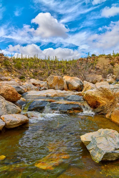 Liten Falla Längs Tanque Verde Creek Coronado National Forest Arizona — Stockfoto