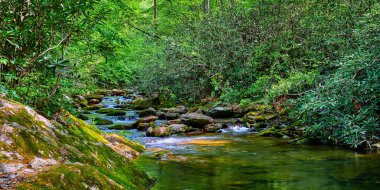 Curtis Creek, Kuzey Carolina 'daki Pisgah Ulusal Ormanı' ndaki Curtis Creek Kampı yakınında..