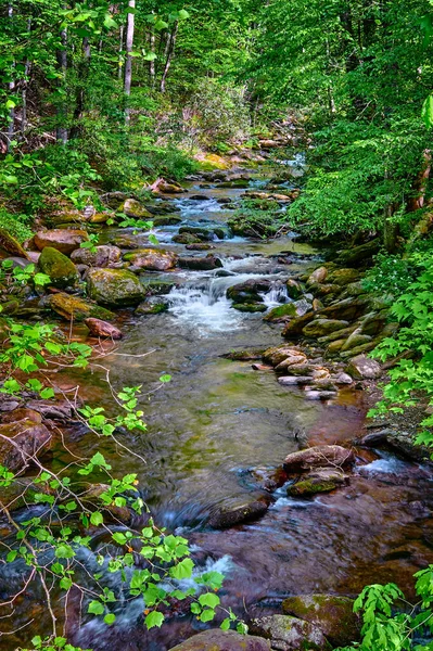 Curtis Creek Bij Curtis Creek Campground Het Pisgah National Forest — Stockfoto