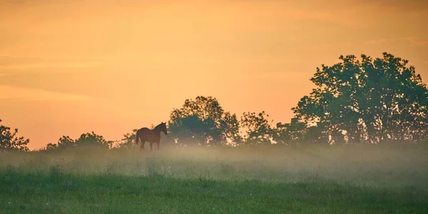 早朝に霧の多いフィールドを歩く一頭の馬 — ストック写真