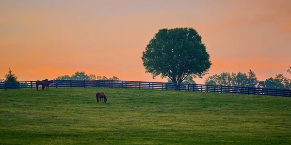 畑での早朝の3頭の馬の放牧 — ストック写真