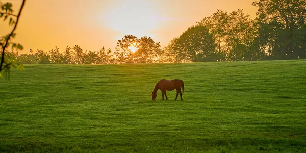 Μονό Άλογο Βόσκησης Ένα Πεδίο Την Ανατολή Του Ήλιου Πρωί — Φωτογραφία Αρχείου