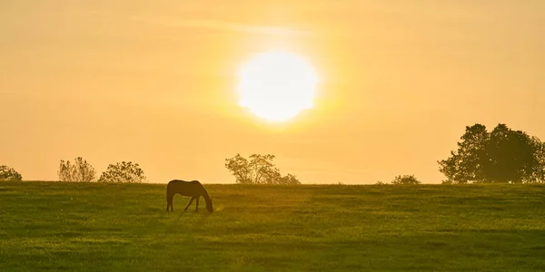 Jeden Kůň Pasoucí Poli Vycházejícím Ranním Sluncem — Stock fotografie