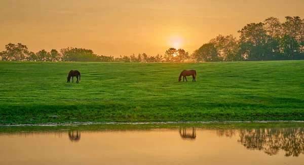 Dva Koně Pasoucí Rybníka Reflexí — Stock fotografie