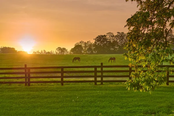 Δύο Άλογα Βόσκησης Ένα Πεδίο Την Ανατολή Του Ήλιου Πρωί — Φωτογραφία Αρχείου