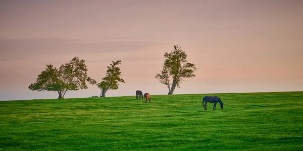 Três Cavalos Pastando Topo Uma Colina Com Árvores — Fotografia de Stock