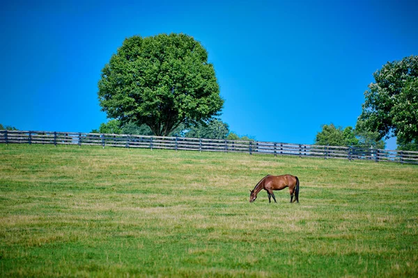 Caballo Pastando Campo Con Cerca Árbol — Foto de Stock
