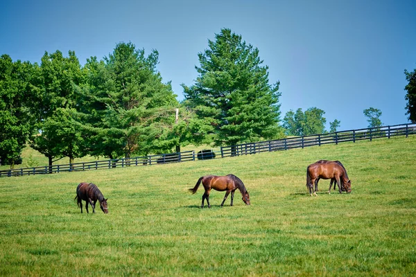 ケンタッキー州中央部のフィールドで馬の放牧 — ストック写真