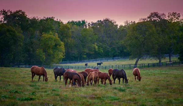 Eine Gruppe Pferde Weidet Abends Auf Einem Offenen Feld — Stockfoto